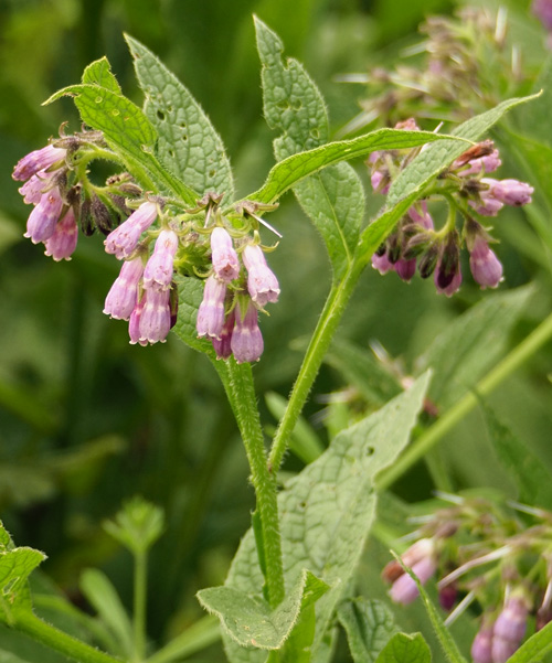 Gemeiner Beinwell, Symphytum officinale